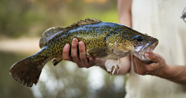 small green spotted murray cod fish