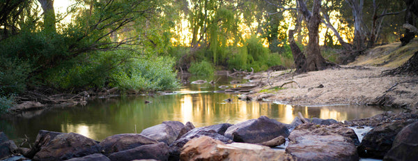 Rocky River in Forest