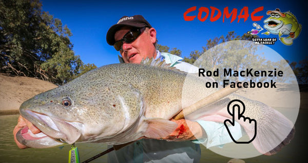 Man holding large murray cod green fish on bright sunny day on a river