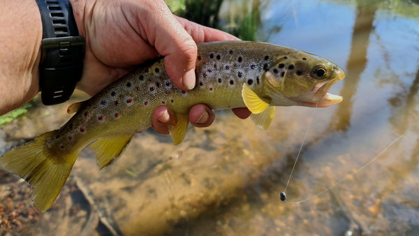 brown trout caught on a worm