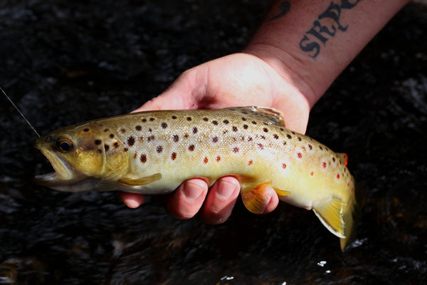Brown Trout with black background