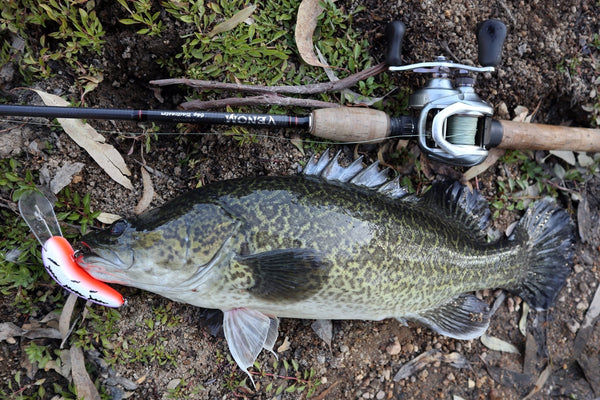 Murray Cod caught on Old Mate fishing Lure on the ground