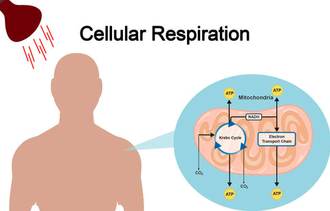 Cellular Respiration