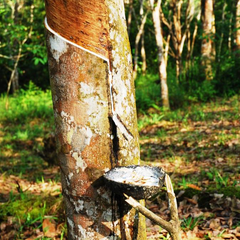 Natural rubber tapped from rubber trees hampton canvas shoes plimsolls