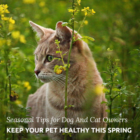 keep your pet healthy in spring