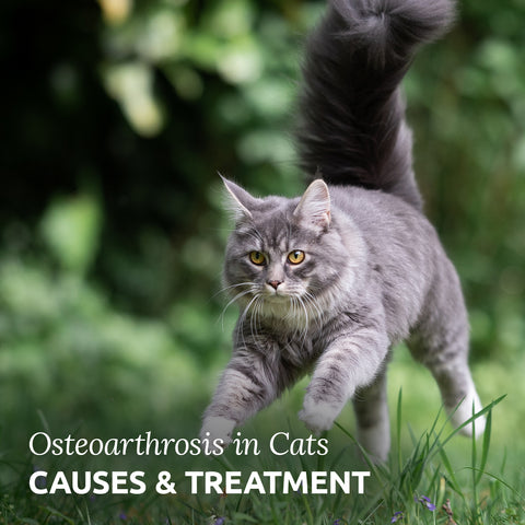 osteoarthritis in cats