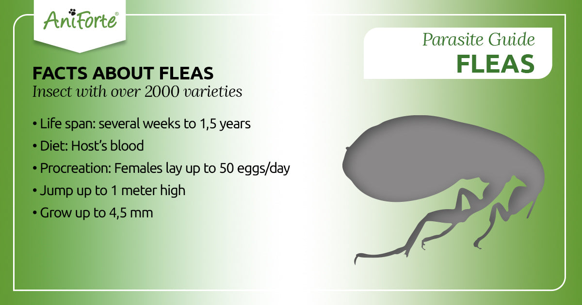 fleas in pets