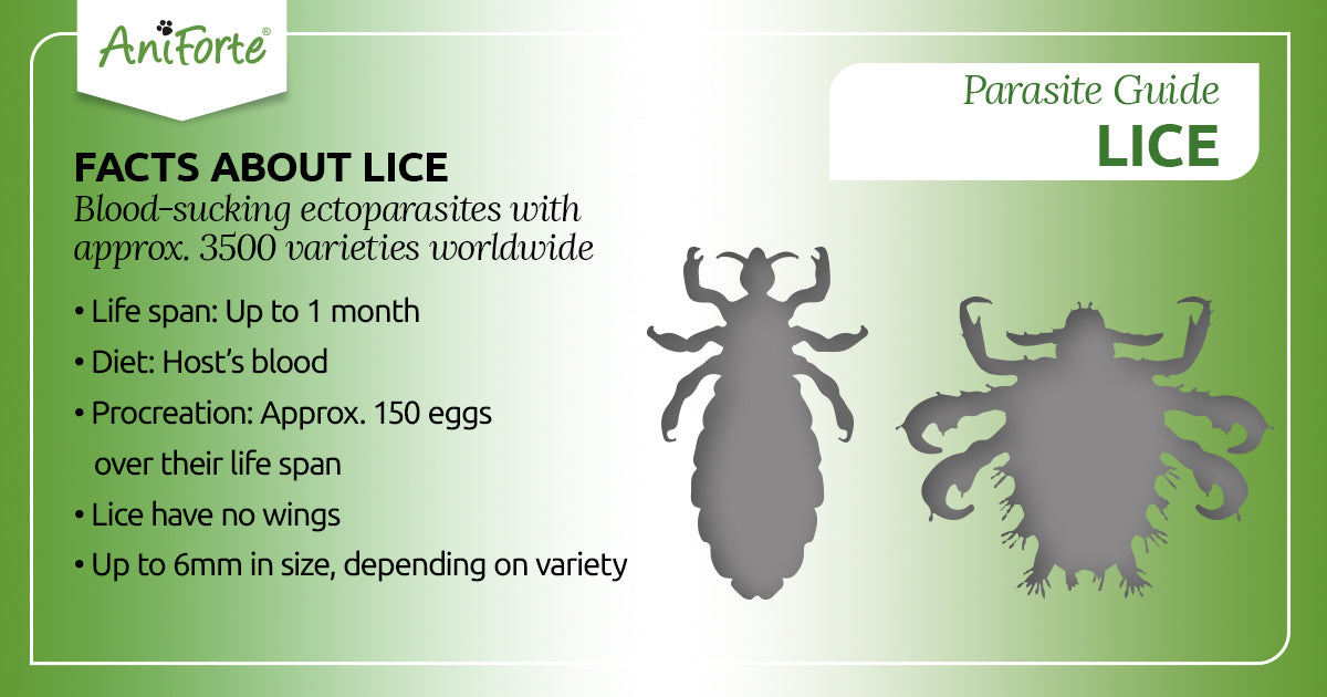 lice in pets