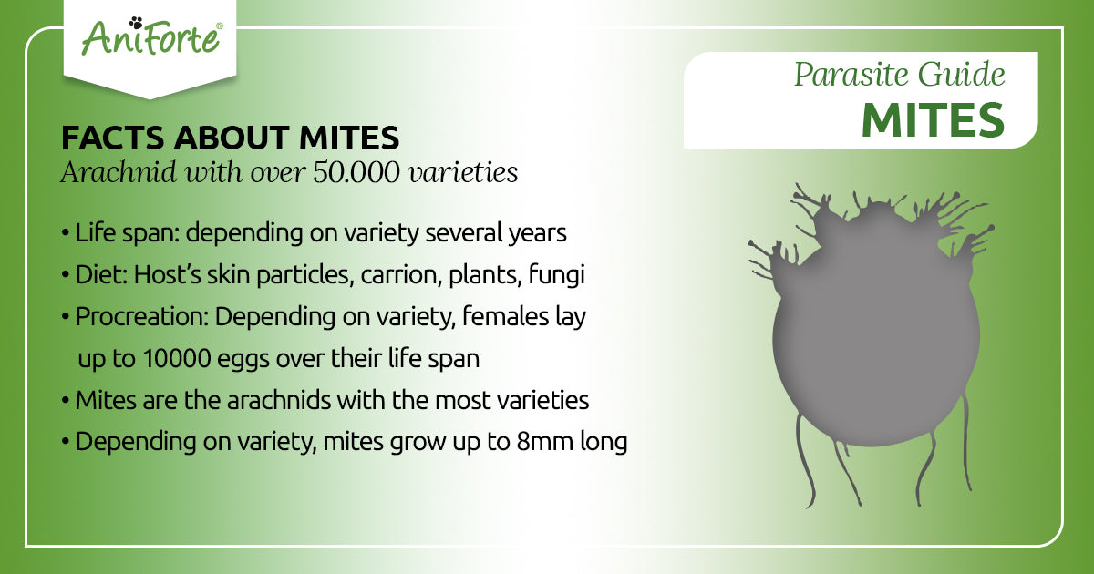 mites in pets