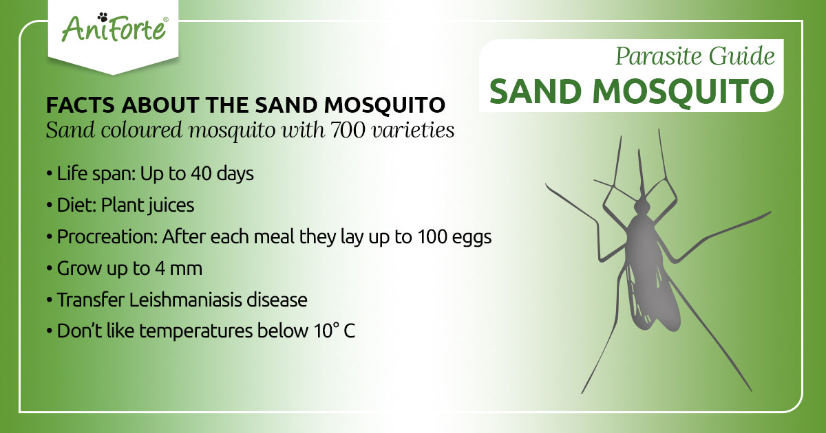 sand mosquitoes in pets