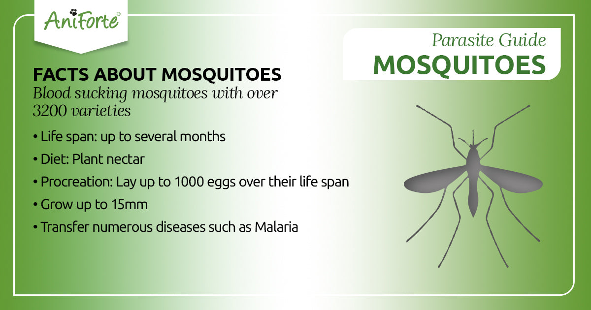 mosquitoes in pets