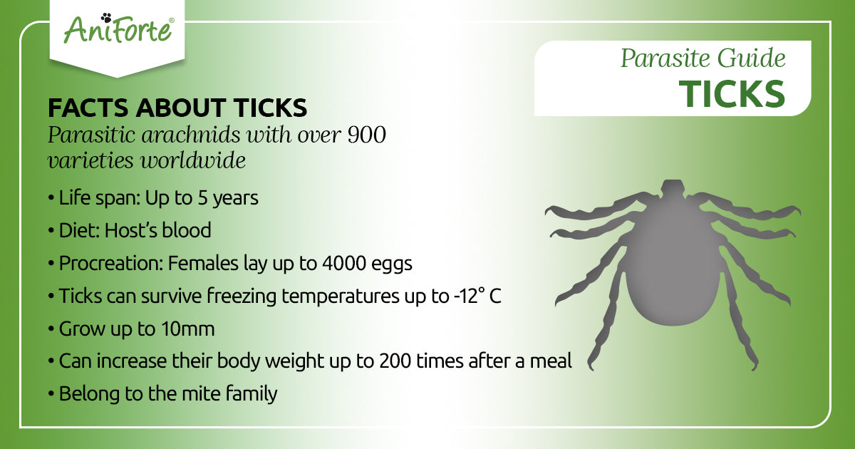 ticks in pets