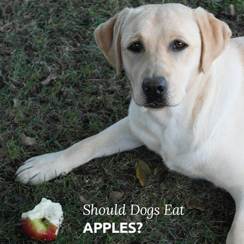 should dogs eat apples