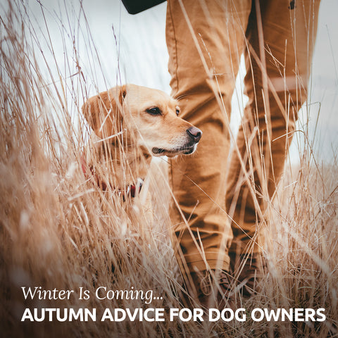 autumn with your dog