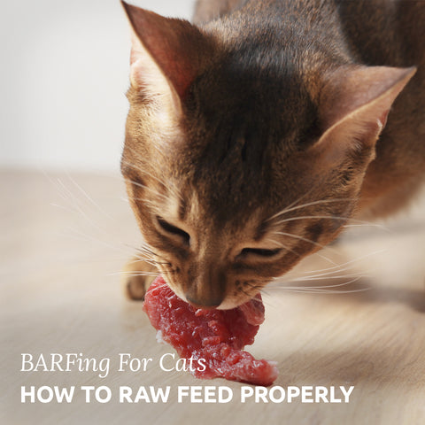 BARFing for cats