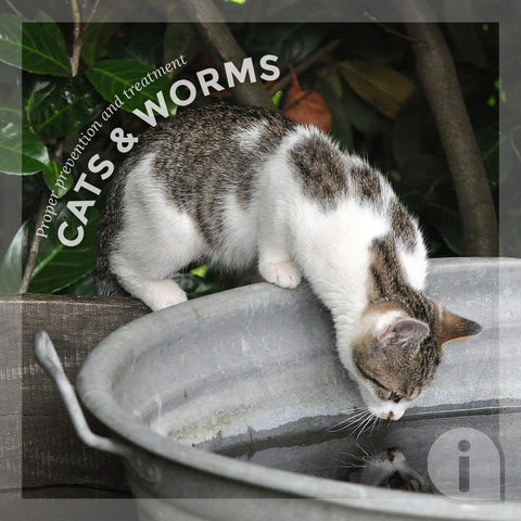 bird and worm cats