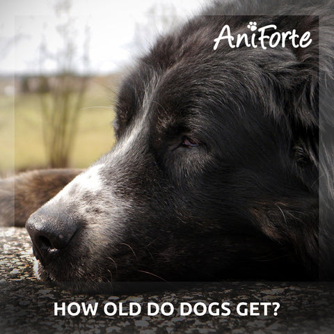 how old do dogs get