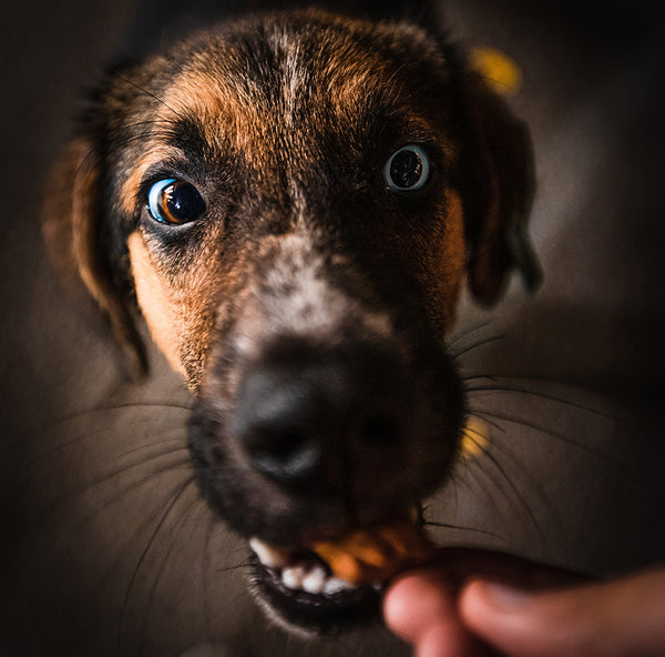 Dog getting a treat
