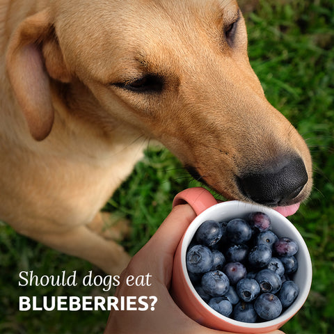 should dogs eat blueberries