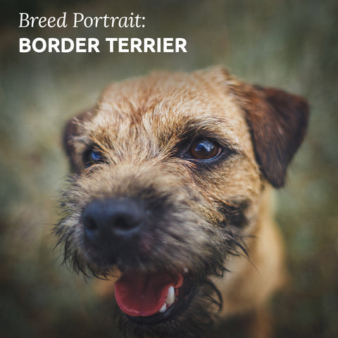 border terrier