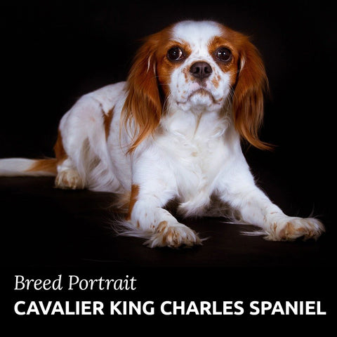 cavalier king charles spaniel