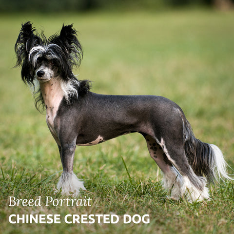chinese crested dog
