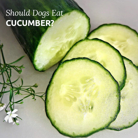 should dogs eat cucumber