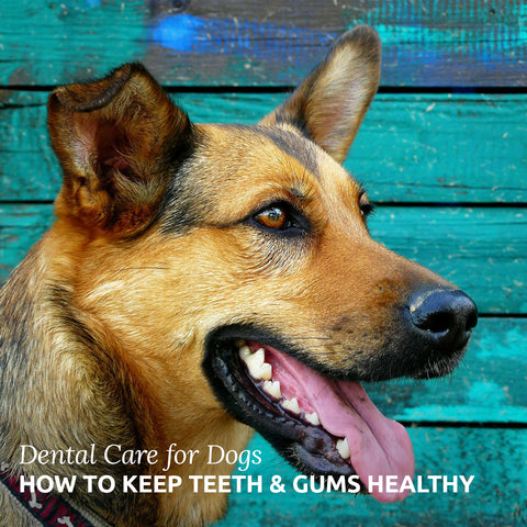 dental care for dogs