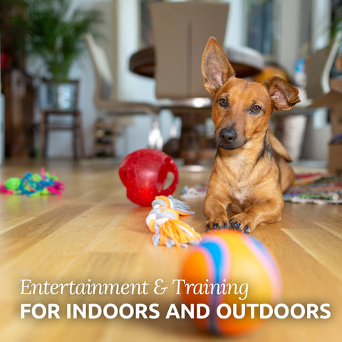 How to Keep Your Dog Entertained Indoors and Outdoors