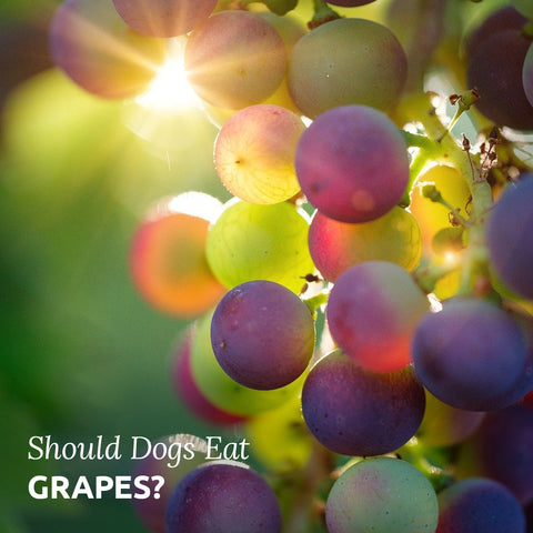 should dogs eat grapes