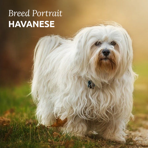 havanese dog