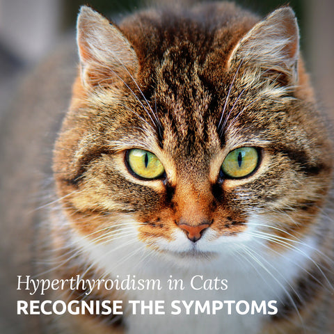 hypothyroidism in cats