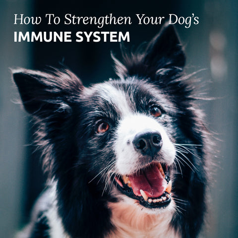 how to support your dog's immune system