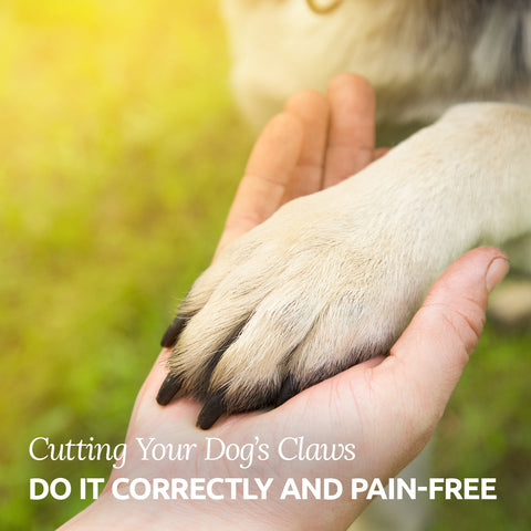 cutting your dog's claws
