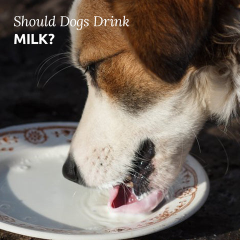 should dogs drink milk?