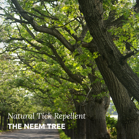 Neem Tree