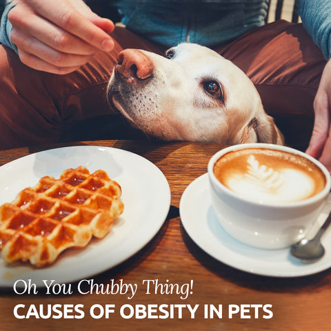 obesity in pets