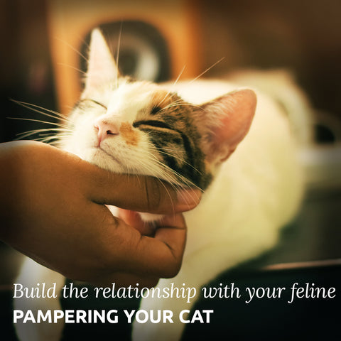 Pampering your cat