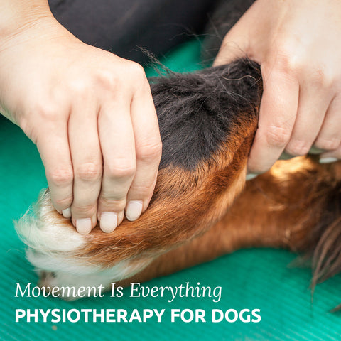 physiotherapy for dogs