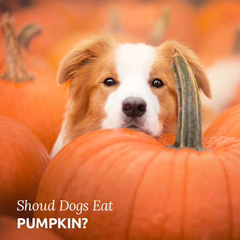should dogs eat pumpkin?