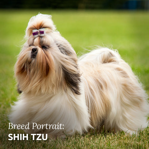 shih tzu