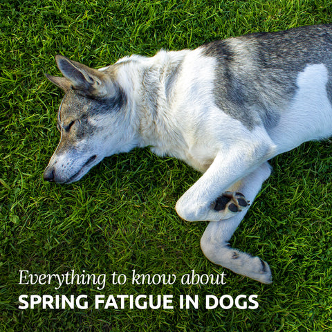 spring fatigue