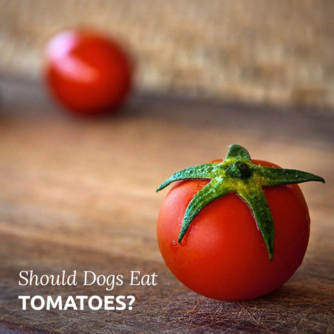 should dogs eat tomatoes
