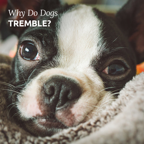 why dogs tremble
