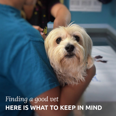 finding the right vet