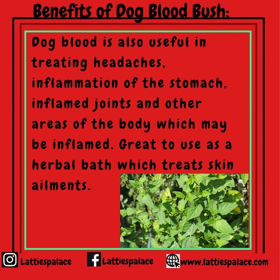 what is dog blood bush good for