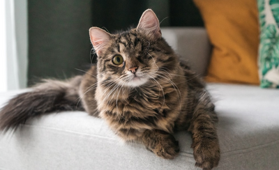 Should I Put a Collar On My Indoor Cat? - Supakit