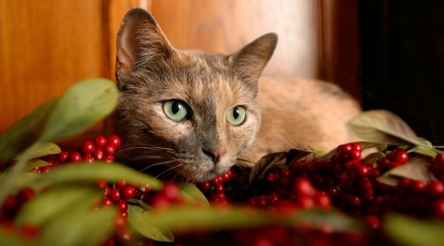 are christmas cactus toxic to cats and dogs