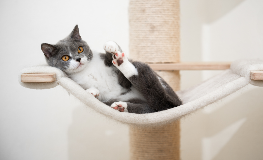 cat on climbing platform