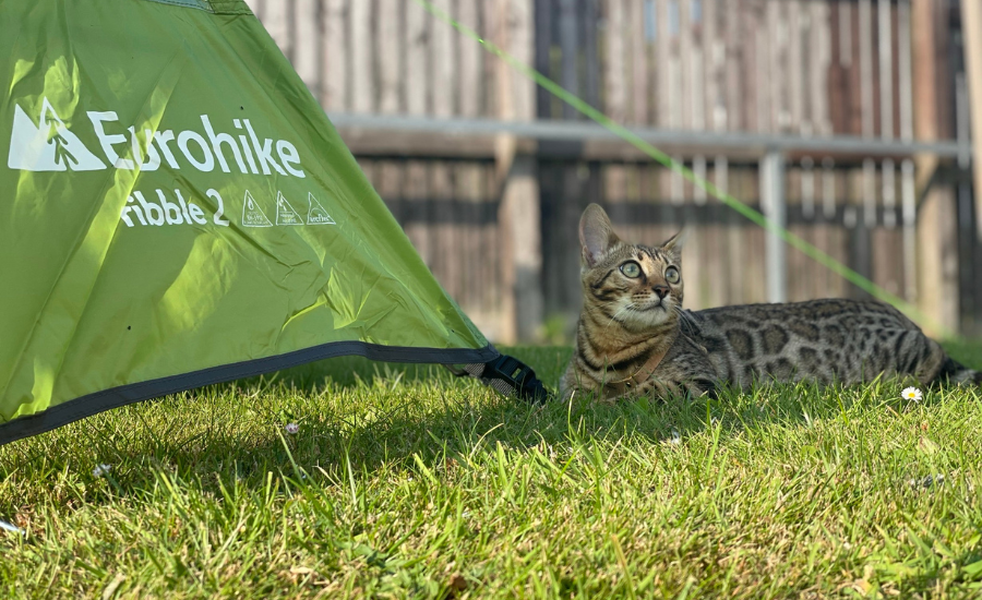 cat and tent